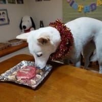 しらたま祝２歳