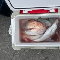 １１日・釣果