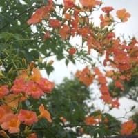 ノウゼンカズラ ・ムクゲ