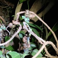 午前２時過ぎ、3匹のクマゼミはすでに黒い体で飛び立つ前かな〜！
