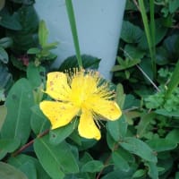 枯れんな花を見つけよう