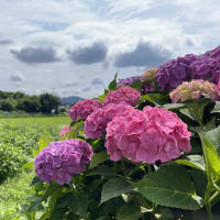 バス旅行で旬の花を