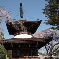 2024桜の名所・吉野山見て歩き（１）