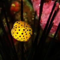 夏だ!!海だ!!体を冷やすならダイビングは最高!!