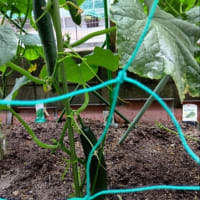 【我菜園便り】夏菜園の初収穫！瑞々しい鮮度