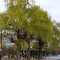 松本城2025.4.13