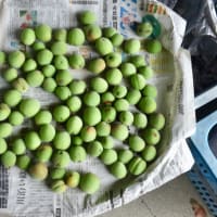 梅しごとの季節です