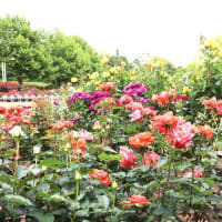 鶴舞公園のバラ園　満開の花がたくさんの人を🤙🤙