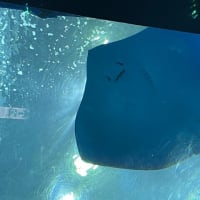 美ら海水族館❣