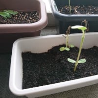 雨が・・・