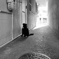 「入れて」 Okinawan Cats #2266