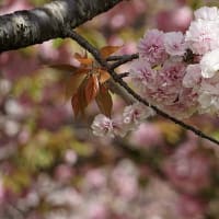 ネーブルパークの八重桜(^^♪
