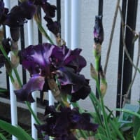 散歩道　公園の大輪のアイリスの花が咲いています　　　50