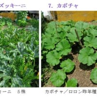 夏野菜への水やりと収穫　　－ 2025.6下 －