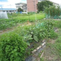 2025年7月20日の状況