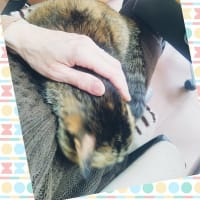ひざの上のあきちゃん