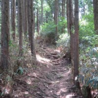 高野山（楊柳山・1009M、魔尼山・1004M）に行く！