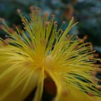 毛蕋花 （もうずいか）の花