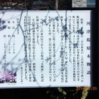 ２０１８河津町、桜祭りはまだでした。かわずカーネーション見本園の様子