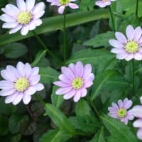 エリシャ，油の奇跡（２列王記４：７）　