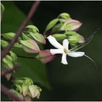 クサギの花