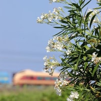 白い花