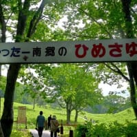 #1,117　高清水のひめさゆり見頃