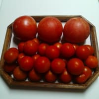 梅雨が明けました！＆整形外科の受診・トマトの収穫