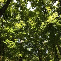 清き心の未知なるものの為に㊵・・・ダグ・ハマ－ショルドの日記より