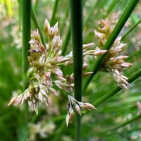 野生の花　　その４