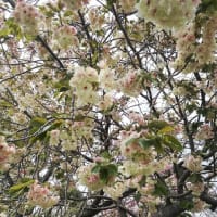八重桜が見頃