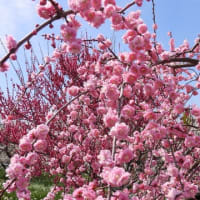 和泉リサイクル環境公園の梅林（２０２５年３月１４日）