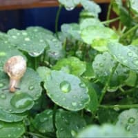 そろそろ梅雨のお話