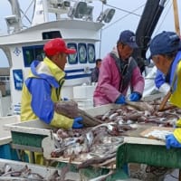 春定置網漁、水揚げしてました。