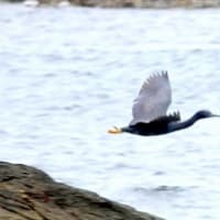 04/27探鳥記録写真-2：狩尾岬の鳥たち（クロサギの飛翔、ウミウ、）