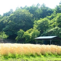 麦秋至る～麦畑の風景