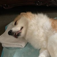 せがーるちゃん　ありがとう