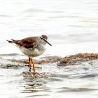 05/25探鳥記録写真：狩尾岬の鳥たち①（キアシシギ三昧、）