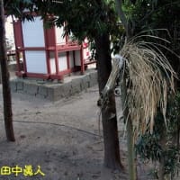 小泉神社の奉納砂モチに九頭神神社の九頭神座祭の奉籾付き稲束