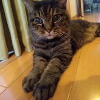 雀と一緒