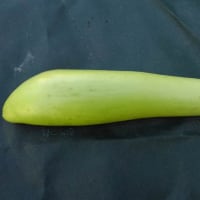 ナスビの収穫