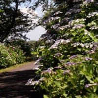 輪之内の紫陽花1①
