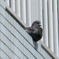 鹿児島市立病院近くのマンションで鳩対策の防鳥ネットを設置しました。