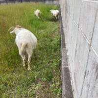 山羊〜牧場の外には出たく無い山羊たち