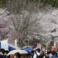 越前陶芸村しだれ桜まつり へ 行く