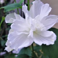美味◇夏野菜、ミニトマト他【白い八重咲きムクゲ】◆✨