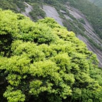 屋久島の観光スポット第一弾「千尋の滝」～役に立つワンポイントアドバイスあり