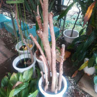 パキラの買い方 選び方 植木リース屋の実践的観葉植物の育て方 これが枯らせない育て方だ 室内観葉植物のプロが教える本当のワザ パキラの買い方 選び方 植木リース屋の実践的観葉植物の育て方 これが枯らせない育て方だ 室内観葉植物のプロが教える本当のワザ