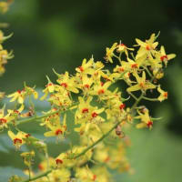 篠窪（しのくぼ）の隣町 花芸安達流　北澤様の生け花「七夕を生ける」(2025/07/01)