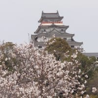 満開です。